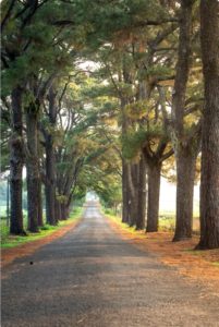 straight road with trees on both the sides